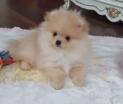 Цвергшпиц (щенки) купить в Оленегорске за 25000 руб- Собаки на Хибины.ru
