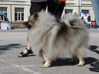 Хочу домой 🐾（помощь животным） on Instagram: \"Собака найдена. Пропала  собака! Немецкий вольфшпиц (кеесхонд) Убежала 19.03.2022 в районе малого  аэропорта (СНТ Пчелка, СНТ Восток) Кличка - Тучка. Поводка нет, клеймо-  есть. Вознаграждение гарантируем.