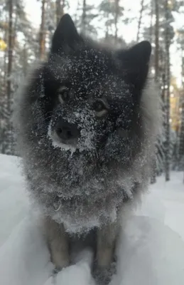 Серый Keeshound, Кишонд, Keeshonden Собака Немецкий Шпиц Вольфшпиц  Фотография, картинки, изображения и сток-фотография без роялти. Image  43891433