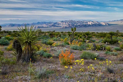 Living in Nevada: 10 Things to Know BEFORE Moving to Nevada