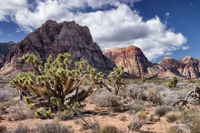 The stark beauty of the Nevada desert | All around Las Vegas… | Flickr