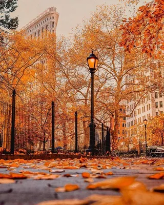 Фотография №46 - \" осень в Центральном парке\", место сьемки – Центральный  парк Нью-Йорка (Нью-Йорк, Соединенные Штаты Америки). Соединенные Штаты  Америки, Нью-Йорк