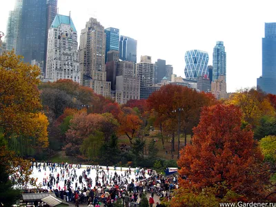 Фотографии Нью-Йорк США Central Park парк Дома город