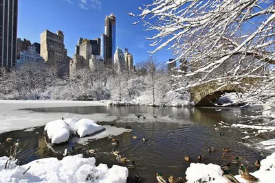 Обои на рабочий стол Мост в центральном парке Нью-Йорка зимой / Bow bridge  on central park, New-York, USA, обои для рабочего стола, скачать обои, обои  бесплатно