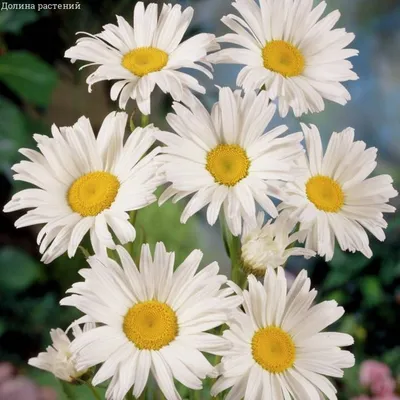 Семена цветов Нивяник крупный \"Аляска\" 0,5 г (9485294) - Купить по цене от  15.70 руб. | Интернет магазин SIMA-LAND.RU
