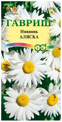 ᐅ Нивяник \"Аляска\" (Leucanthemum x superbum \"Alaska\") купить по цене  производителя ✓доставкой почтой в магазине ❀Пролисок❀ Украина -  Интернет-магазин «Пролисок» - садовые растения почтой