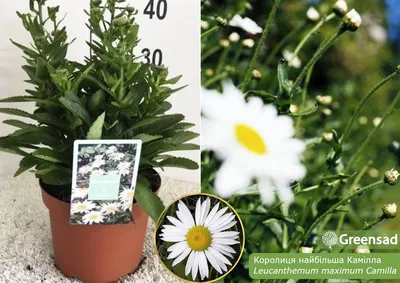 Семена цветов Нивяник \"Аляска\", 0,1 г (7613854) - Купить по цене от 11.70  руб. | Интернет магазин SIMA-LAND.RU