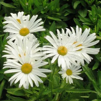 Нивяник великолепный Аляска (Alaska) (Leucanthemum Alaska) - описание  сорта, фото, саженцы, посадка, особенности ухода. Дачная энциклопедия.