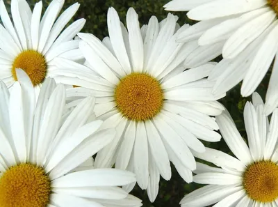 Семена цветов Нивяник \"Аляска\", крупноцветковый, Мн, 0,2 г (4179368) -  Купить по цене от 15.80 руб. | Интернет магазин SIMA-LAND.RU