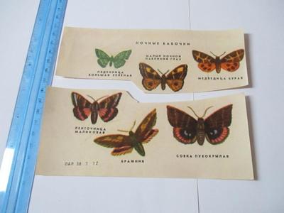 Сувенир - Ночные бабочки России - рамка 200 x 300 x 35 мм