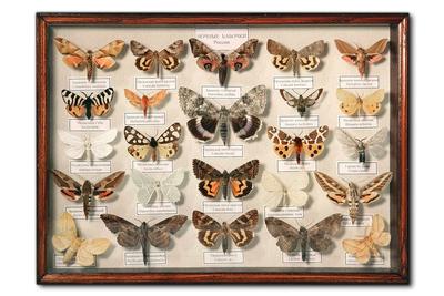 Сувенир - Ночные бабочки России (24 шт.) - рамка 240 x 350 x 35 мм