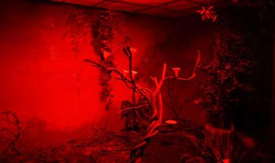 Гигантская ночная бабочка влетела к ученым Чернобыльского биосферного  заповедника - Минск-новости
