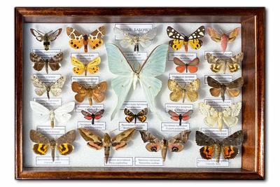 Сувенир - Ночные бабочки России (23 шт.) - рамка 200 x 300 x 35 мм