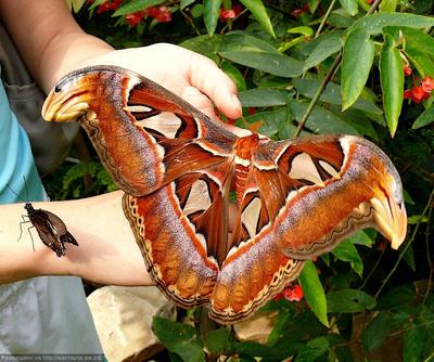Самая крупная ночная бабочка в мире