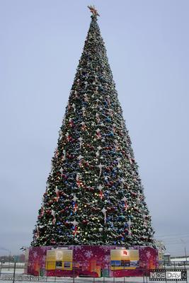 Главную новогоднюю ёлку страны срубят в Подмосковье 9 декабря