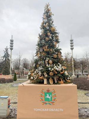 В Новосибирске начали продавать новогодние елки и украшения - SibMedia.ru