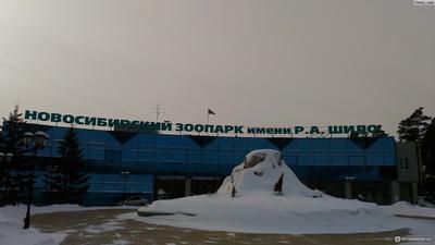 Зима ненадолго отступила из Новосибирской области - Новая Сибирь online