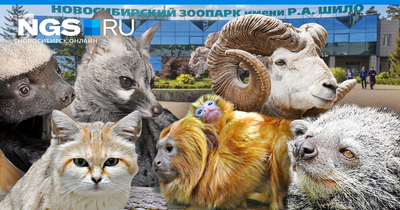 Новые виды и малыши редких видов животных – достижения Новосибирского  зоопарка в 2023 году