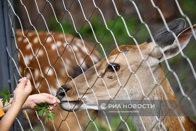 Новосибирский зоопарк получил новых животных по обмену | Новости –  Gorsite.ru