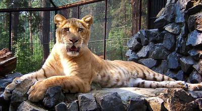 А у нас... - Новосибирский зоопарк / Novosibirsk Zoo | Facebook