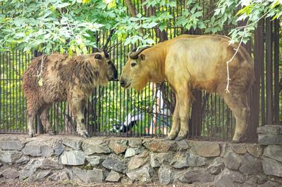 Чтобы спать и играть: Новосибирский зоопарк обновил гамаки для животных