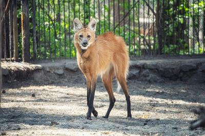 Любительница... - Новосибирский зоопарк / Novosibirsk Zoo | Facebook