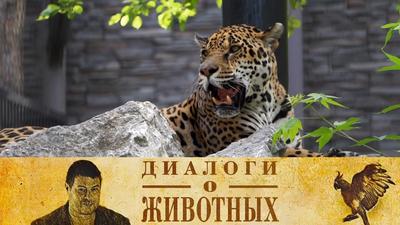 Новые животные прилетели в Новосибирский зоопарк для получения потомства |  НДН.Инфо