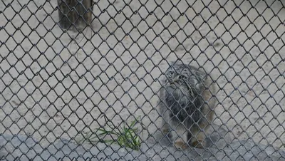 Новосибирский зоопарк остался без новых животных в 2022 году из-за санкций  - sib.fm