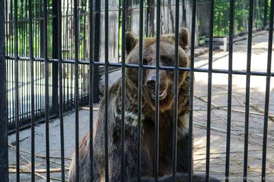 Новосибирский зоопарк, Новосибирск - «Экскурсия в Новосибирский зоопарк –  отличный отдых для всей семьи! + ФОТО животных и рекомендации по посещению»  | отзывы