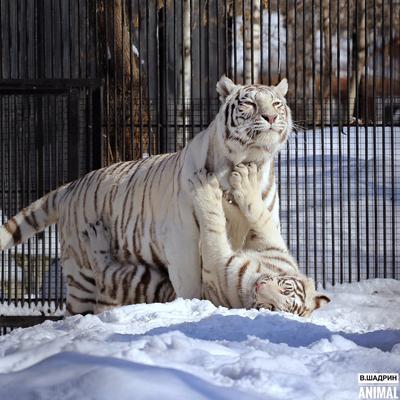 В Новосибирском зоопарке кошки Жоффруа обзавелись потомством - Российская  газета