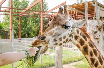 Новосибирский зоопарк объявил о наборе волонтеров для защиты животных