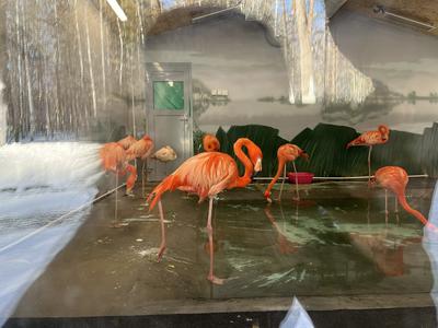 Милые и редкие животные Новосибирского зоопарка: тест с животными - 10  декабря 2022 - НГС.ру