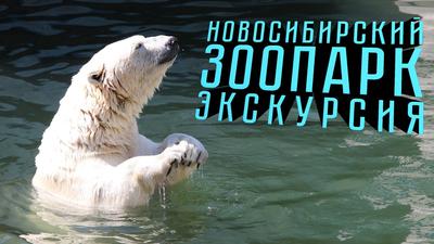 Сколько стоит билет в зоопарк Новосибирск 7 апреля 2022 г. - 7 апреля 2022  - НГС.ру