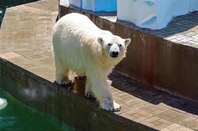 Чтобы спать и играть: Новосибирский зоопарк обновил гамаки для животных