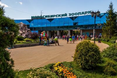 В Новосибирске самый «натуральный» зоопарк в мире - Континент Сибирь Online