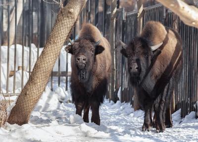 Как белая медведица в Новосибирском зоопарке наказывает медвежонка Норди