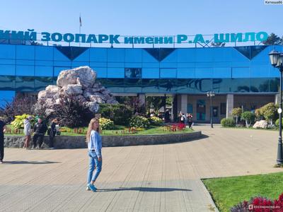 Новосибирский зоопарк показал игры белых медвежат - sib.fm
