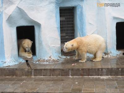 Новосибирский зоопарк закрыт. Но жизнь там бурлит
