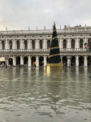 Рождественская елка в Венеции | Пикабу