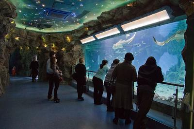 Крупнейший в Европе океанариум открывается на ВДНХ – Москва 24, 04.08.2015