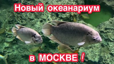 Отзыв о новом океанариуме Крокус Сити в Москве