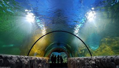 Новый океанариум в Крокусе. Обзор и фото, чем удивят гостей | Не раз  очарованный странник | Дзен