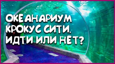 Лучшие зоопарки и океанариумы Москвы - Ради Любви