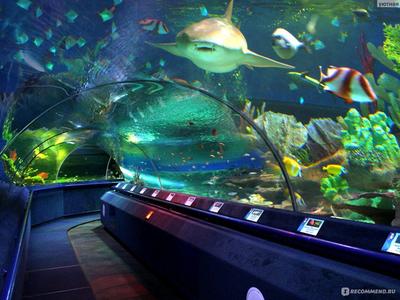 Новый океанариум в Крокусе. Обзор и фото, чем удивят гостей | Не раз  очарованный странник | Дзен