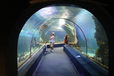 ANT Development - Океанариум – одно из самых запоминающихся развлечений для  детей и взрослых, где можно познакомиться с удивительным подводным миром,  не покидая города. Сейчас в Москве только два океанариума, но уже