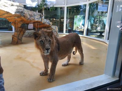 Появилось фото обновленного казанского зоопарка « Новости Татарстана и  Казани