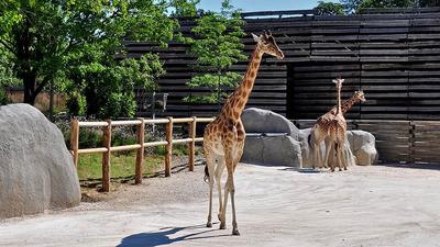 Новый казанский зоопарк «Река Замбези» не откроют к 30 августа — РБК