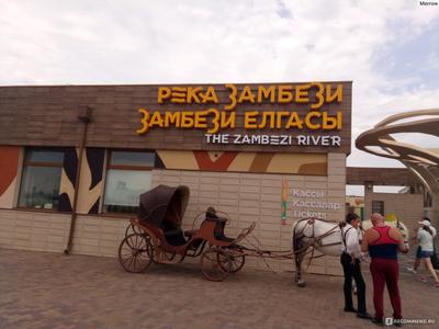 Розовые фламинго в казанском зоопарке «Река Замбези» пока белые |  04.08.2021 | Казань - БезФормата