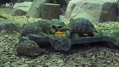 В Казани открылся самый большой «Трогательный зоопарк» – KazanFirst