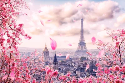 Buy Pink Paris Wallpaper Online - Happywall